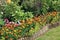 Colourful Summer Bedding Flowers And Shrubs