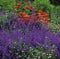A Colourful summer border at a Country House Garden with Oriental Poppies and Nepeta close up