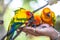 colourful Sun Conure birds