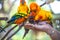 colourful Sun Conure birds