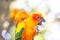 colourful Sun Conure birds