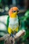 Colourful sun conure parrot bird