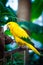 Colourful sun conure parrot bird