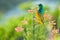 Colourful Sunbird feeding South Africa