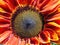 Colourful sunflower flower head, showing Fibonacci pattern. Closeup.