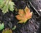 Colourful sycamore leaf lying on the ground