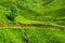 Colourful Terraced tea plantation in West Java
