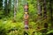 a colourful totem pole standing in a green pine forest