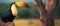 Colourful toucan sitting on a tree. Generative AI banner