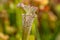 Colourful trap of Sarracenia, carnivorous plant