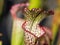 Colourful trap of Sarracenia, carnivorous plant