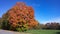 Colourful tree in autumn with green field and blue sky