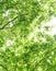 Colourful tree leaves. Close-up shot.