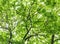 Colourful tree leaves. Close-up shot.