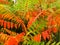 Colourful tree shrubs bushes leaves in autumn. Welcome first autumn days. Vivid red, green, orange and yellow colors.