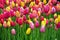 Colourful tulip flowers background