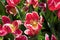 Colourful tulip flowers with beautiful background on a bright summer day