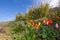 Colourful tulip flowers on hillside in sea town.