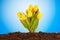 Colourful tulip flowers in the soil