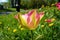 A colourful tulip in the park.