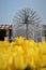 Colourful tulips growing in garden fountain