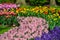 Colourful tulips hyacinth growing in garden