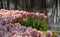 Colourful tulips laid out at Keukenhof Gardens, Lisse, South Holland. Keukenhof is known as the Garden of Europe.