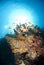 Colourful underwater tropical coral reef scene.