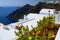 Colourful Vase of Cactus in amazing Santorini Island in background