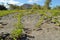 Colourful vegetation on the Chinese Hat island, Galapagos, Ecuador