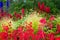 Colourful and vibrant garden borde