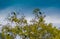 Colourful view of Eastern Rosella Platycercus eximius