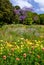 Colourful view to purple flowering Jacaranda tree Jacaranda mimosifolia across wildflower garden