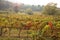 Colourful vines in a field in autumn