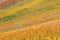 Colourful vineyard on a bright sunny autumn day