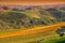 Colourful vineyard on hills in fall