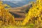 Colourful vineyard on hills in fall