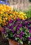 Colourful viola cornuta flowers in terracotta plants pots. Photographed at a garden in Wisley UK.