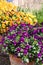 Colourful viola cornuta flowers in terracotta plants pots. Photographed at a garden in Wisley UK.