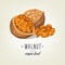 Colourful walnut icon isolated on background. Vector sketch of realistic nut with leaves and seeds.