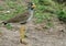 A colourful Wattled Lapwing - Plover standing on the dry grass in Kenya