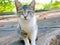 Colourful white grey kitten cat with green eyes