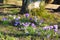 Colourful wild Crocus.