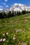 Colourful wild flowers in alpine meadows below Mount Rainier