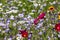 Colourful wild flowers in grass meadow blooming outside Savill Garden, Egham, Surrey, UK.