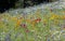 Colourful wild flowers in grass meadow blooming outside Savill Garden, Egham, Surrey, UK.