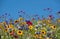 Colourful wild flowers growing in the grass, photographed in the sun outside the Savill Garden, Windsor Great Park, Berkshire UK