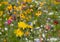 Colourful wild flowers growing in the grass, photographed in the sun outside the Savill Garden, Windsor Great Park, Berkshire UK