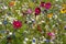 Colourful wild flowers growing in the grass, photographed in the sun outside the Savill Garden, Windsor Great Park, Berkshire UK