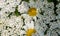 Colourful wild flowers including chamomile daisies and cow parsley, photographed in Gunnersbury, Chiswick, west London, UK.